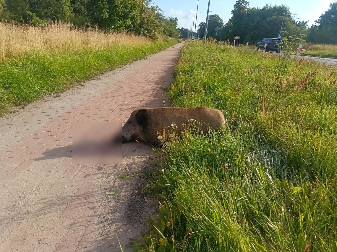 Dziki wchodzą do miast! Dziki wchodzą do miast!