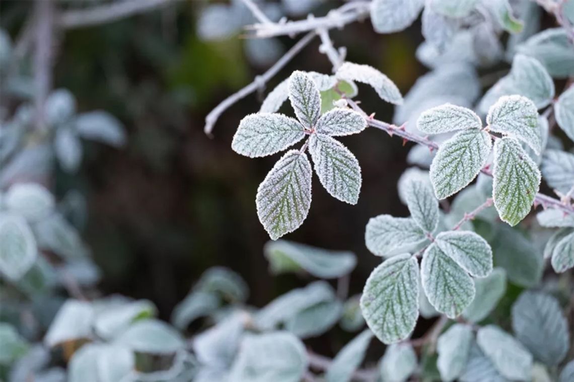 Dziś w nocy temperatura może spaść do -3°C