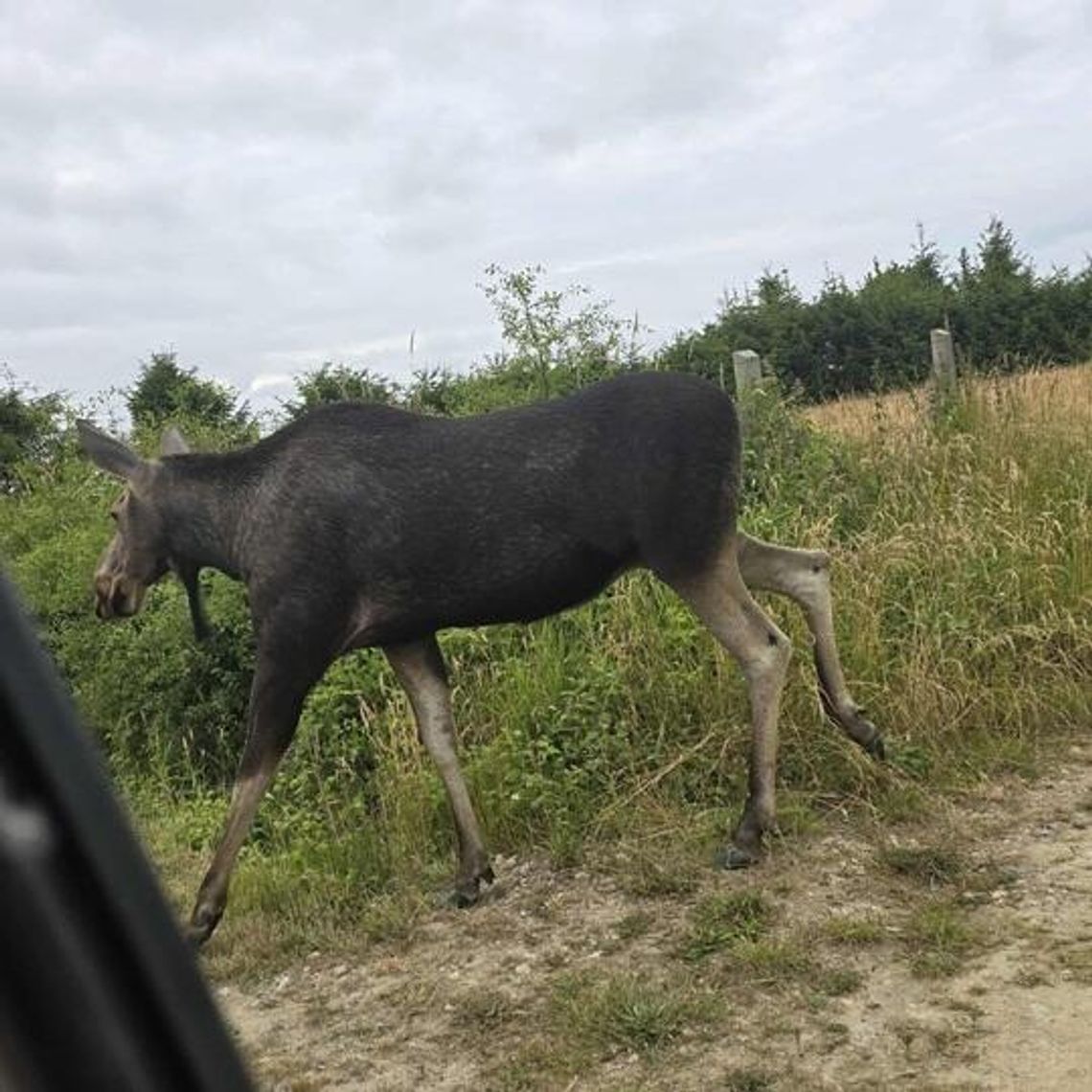 Łoś na polu namiotowym
