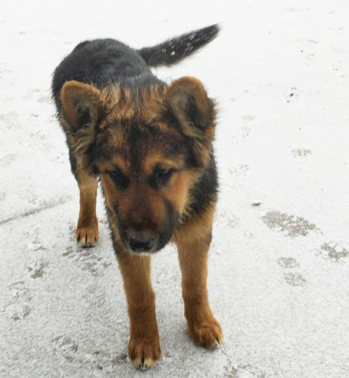 Malechowo: Skradziono owczarka niemieckiego Malechowo: Skradziono owczarka niemieckiego