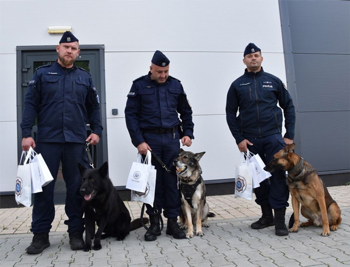 Najlepszy przewodnik psa patrolowo-tropiącego w regionie