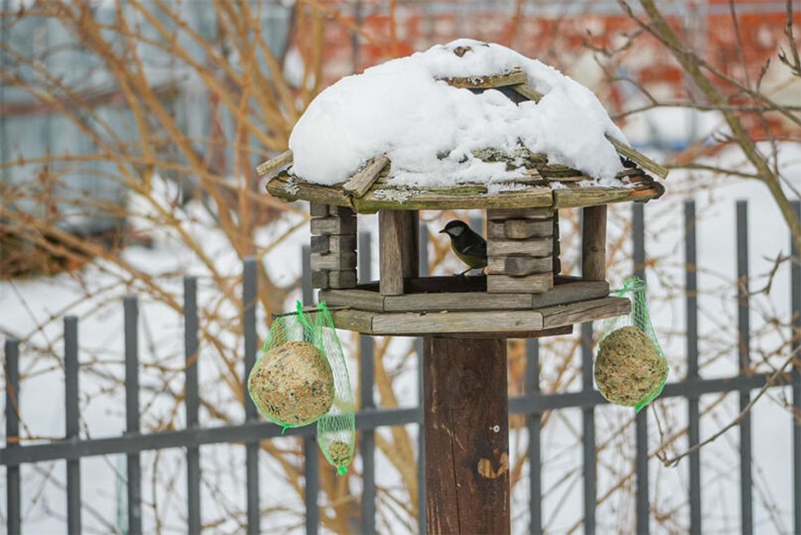 Nie zapominajmy zimą o dokarmianiu ptaków - róbmy to odpowiedzialnie