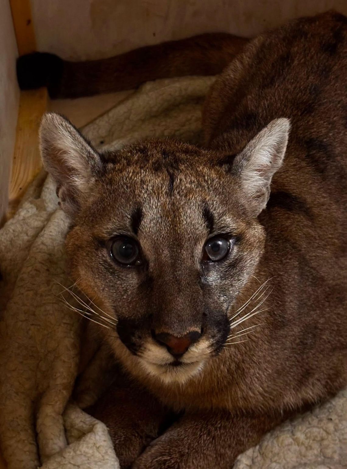 Puma z Polanowa, na razie będzie mieszkać w ZOO w Poznaniu Puma z Polanowa, na razie będzie mieszkać w ZOO w Poznaniu
