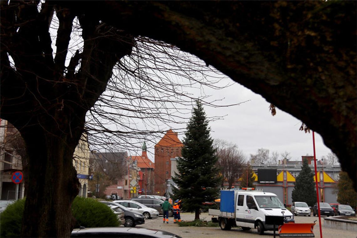 Sławno: Choinka już stoi Sławno: Choinka już stoi