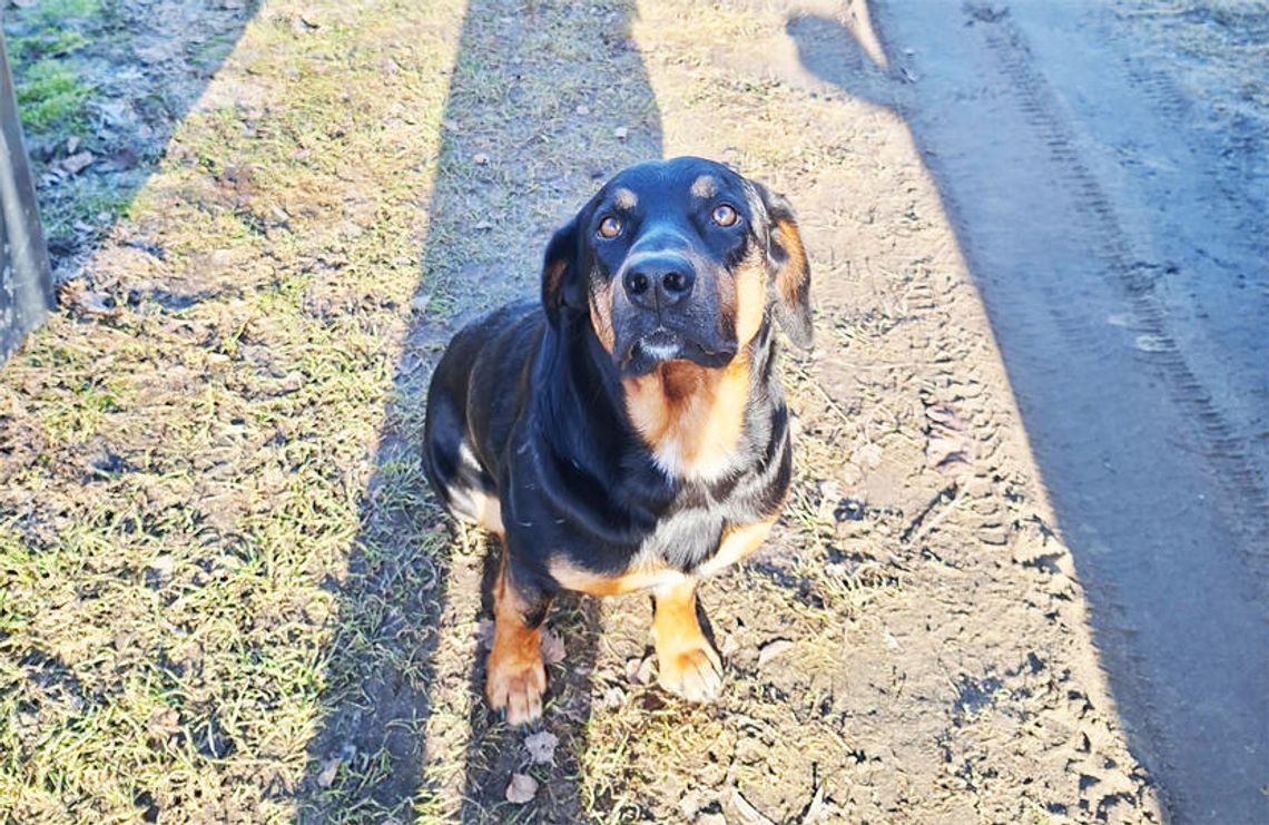 Sławno: Czyj to piesek! Sławno: Czyj to piesek!