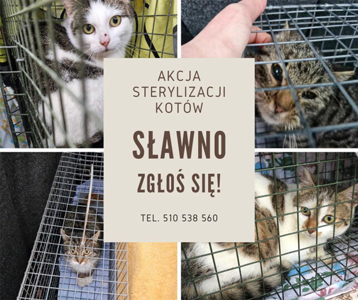 SŁAWNO - sterylizujemy koty ‼️