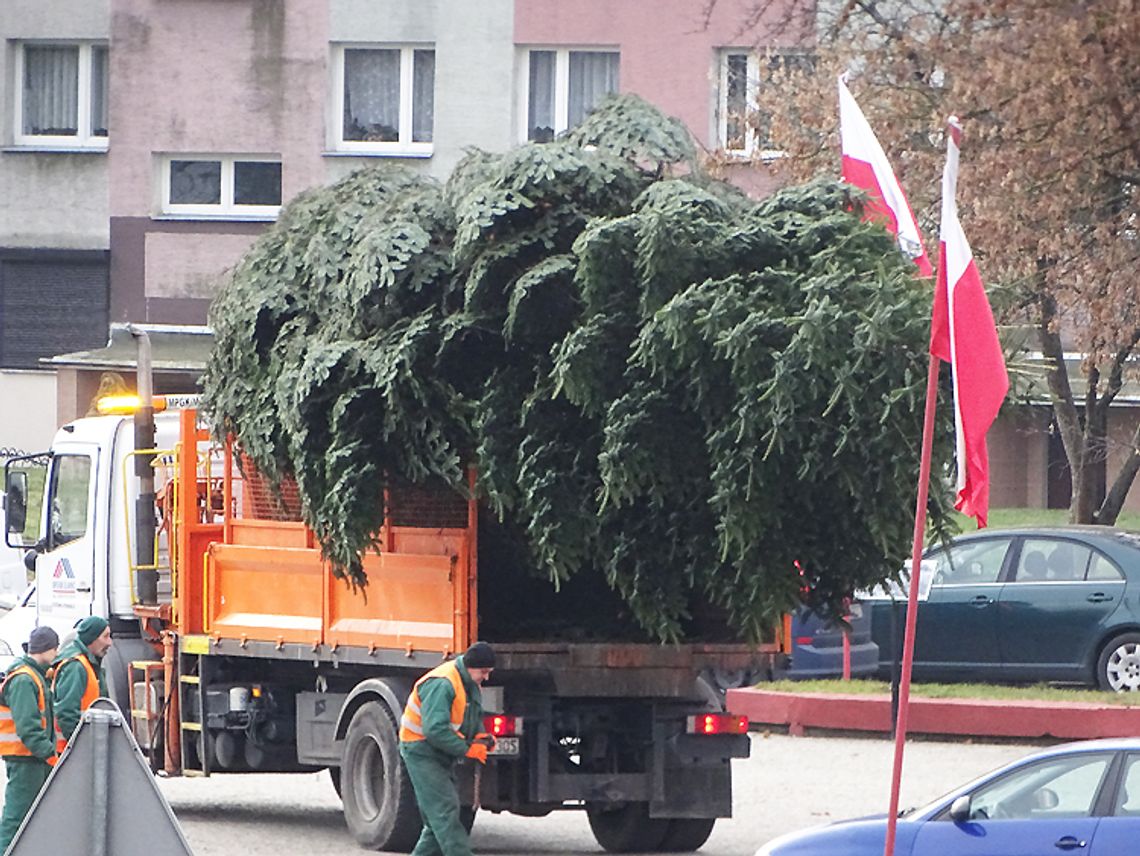 Sławno: Świąteczna choinka już na placu