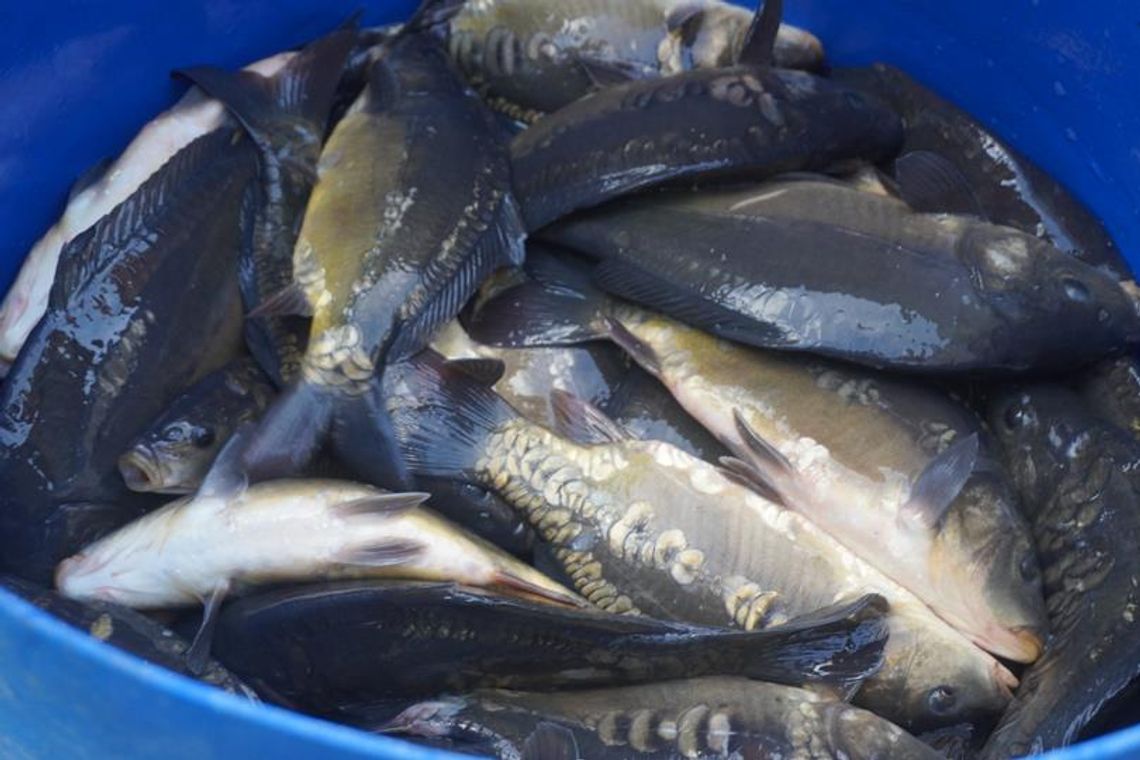 Sławno: Zarybiali karpiami i linami Sławno: Zarybiali karpiami i linami