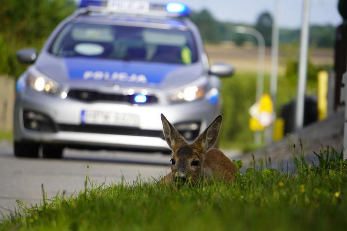 Sławno Zwierzęta wkraczają do miasta - sarenka potrącona na Ogrodowej