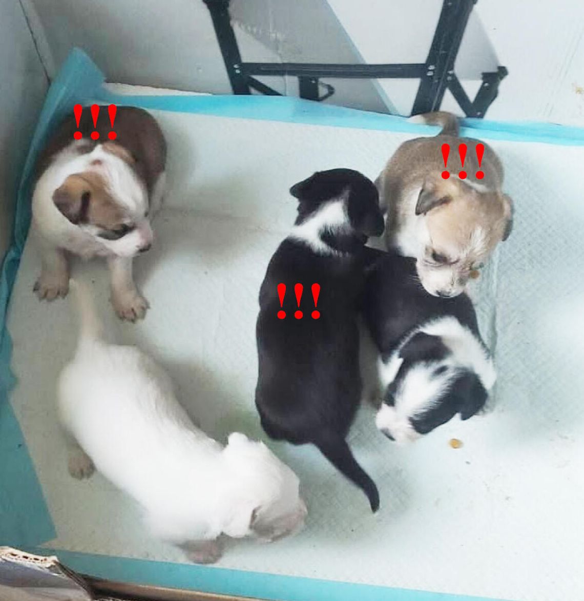 Trzy suczki czekają na adopcję. Urząd Gminy Darłowo apeluje o pomoc! Trzy suczki czekają na adopcję. Urząd Gminy Darłowo apeluje o pomoc!