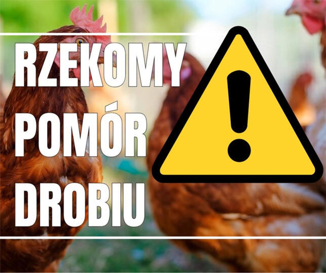 Uwaga! Rzekomy pomór drobiu!