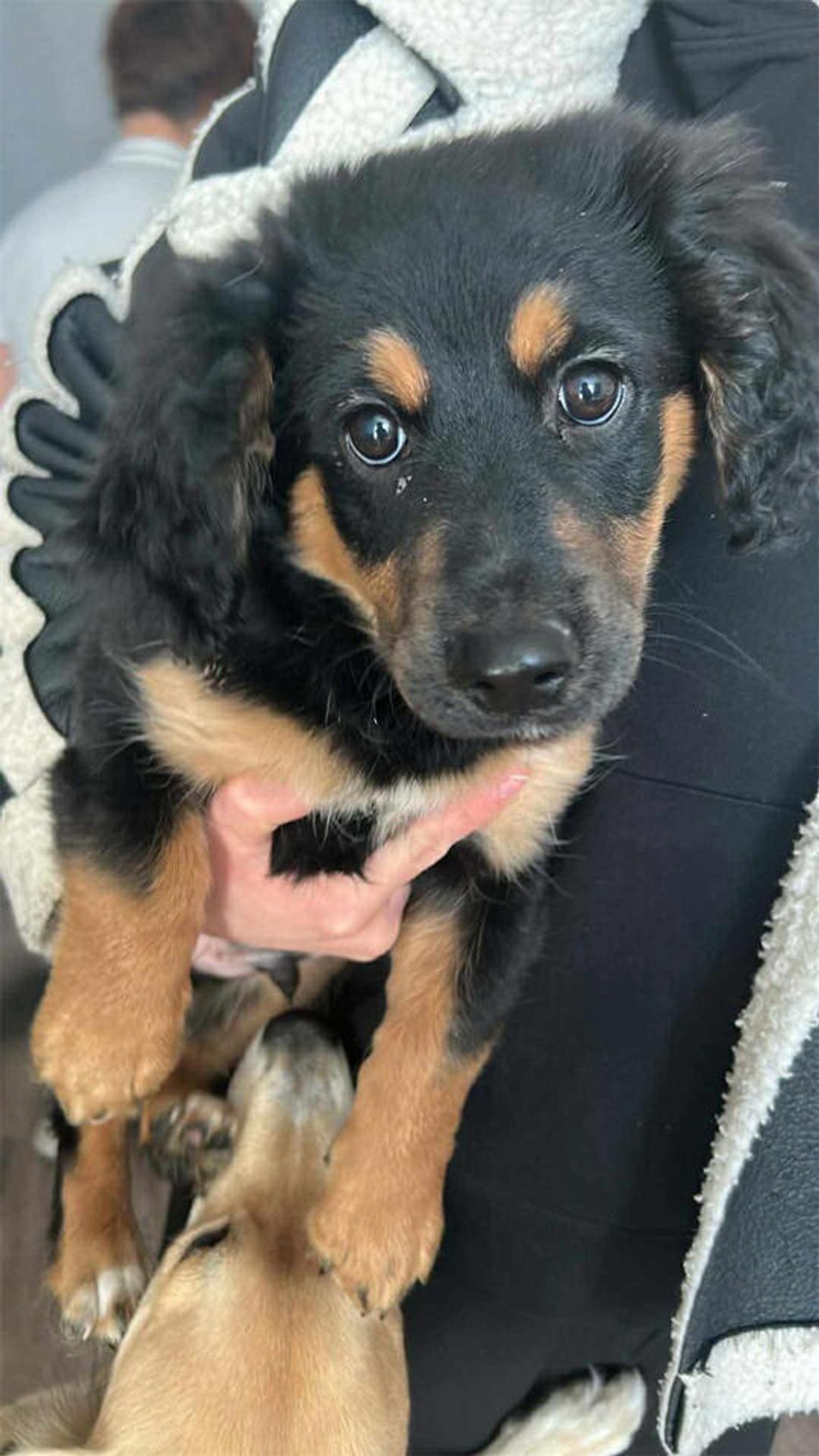 Właściciel pieska jest dalej poszukiwany! Właściciel pieska jest dalej poszukiwany!