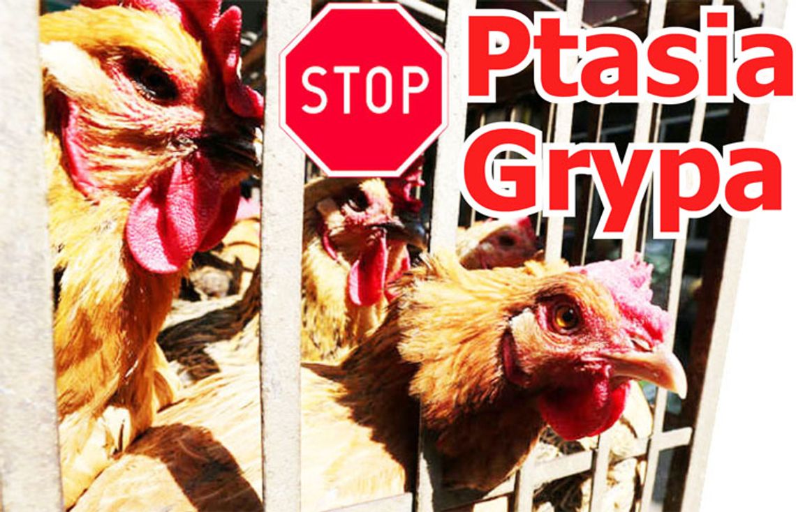Zachodniopomorskie zagrożone ptasią grypą. Wprowadzono zakaz obrotu ptakami.