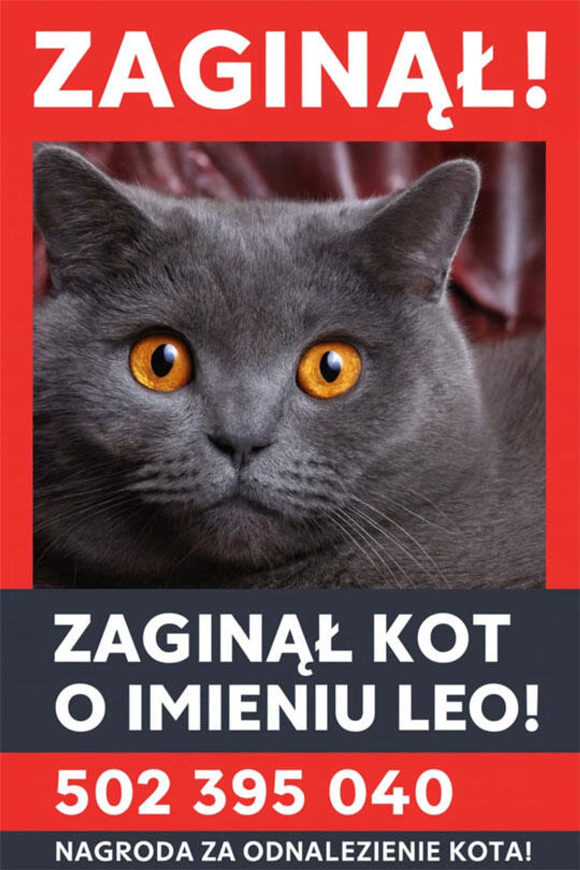 Zaginął kot - nagroda