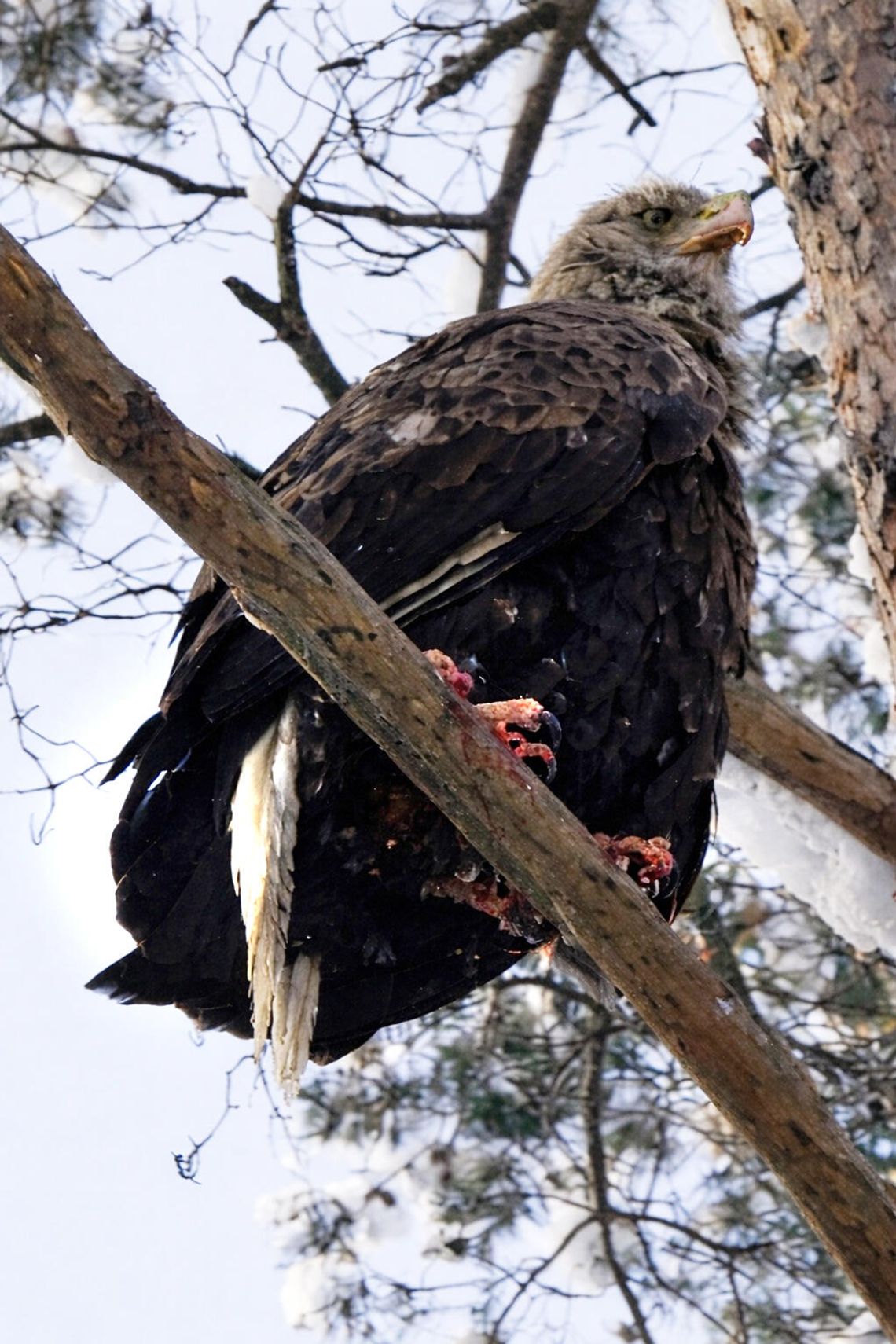 Zgłoszenie o rannym bieliku