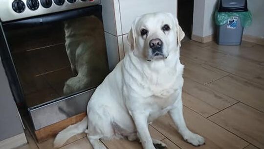 Oddam psa labradora w dobre ręce Oddam psa labradora w dobre ręce