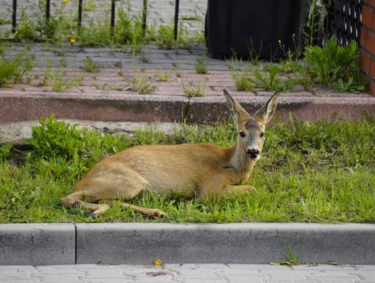 Sławno: sarenka potrącona na Ogrodowej